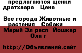 предлагаются щенки дратхаара › Цена ­ 20 000 - Все города Животные и растения » Собаки   . Марий Эл респ.,Йошкар-Ола г.